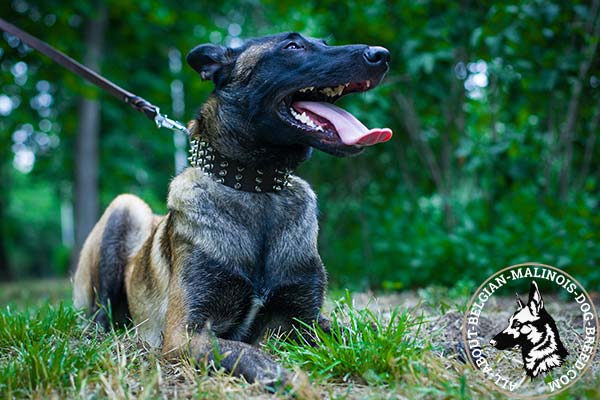 Belgian Malinois collar with nickel plated spikes