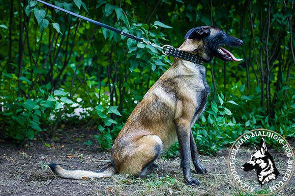 Comfortable Belgian Malinois leather collar