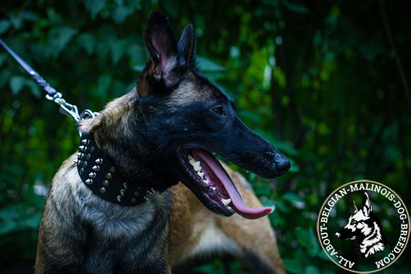 Belgian Malinois collar with nickel spikes and brass studs