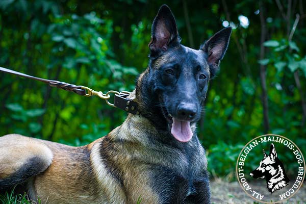 Belgian Malinois leather collar with non-corrosive fittings