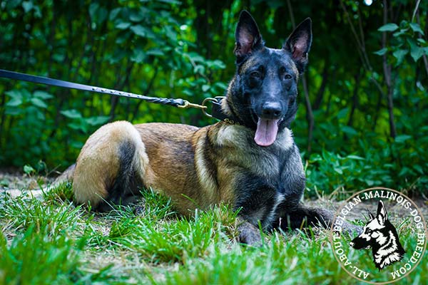 Belgian Malinois collar with strong hardware