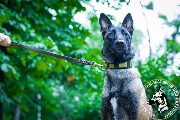 Belgian Malinois collar with non-rusting plates