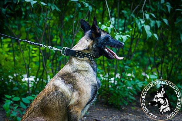 Belgian Malinois leather collar with glamorous decorations