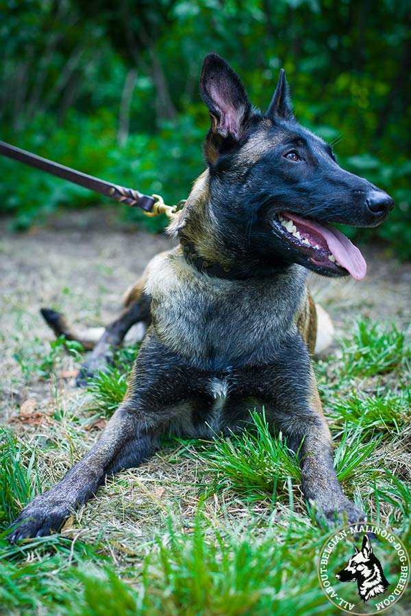 Belgian Malinois collar with rustproof pyramids