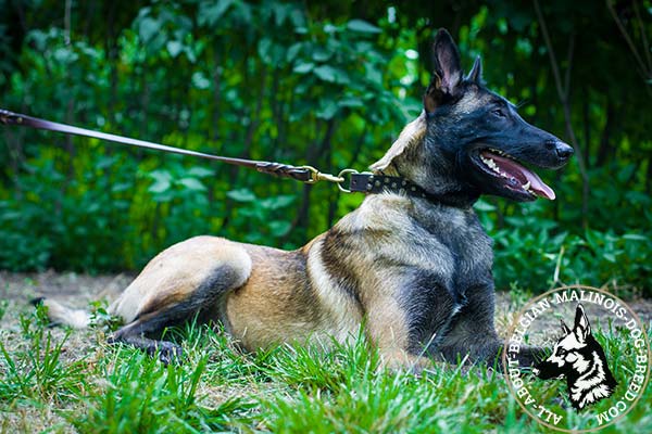 Belgian Malinois leather collar for daily activities