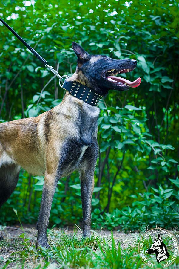 Belgian Malinois leather collar for everyday use