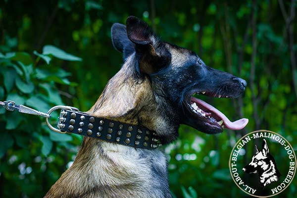 Belgian Malinois collar with brass studs and nickel spikes