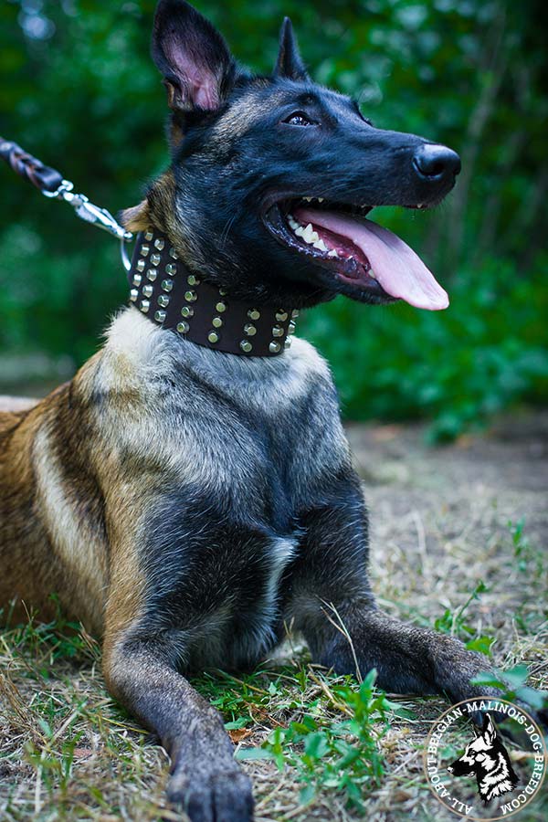 Reliable Belgian Malinois collar