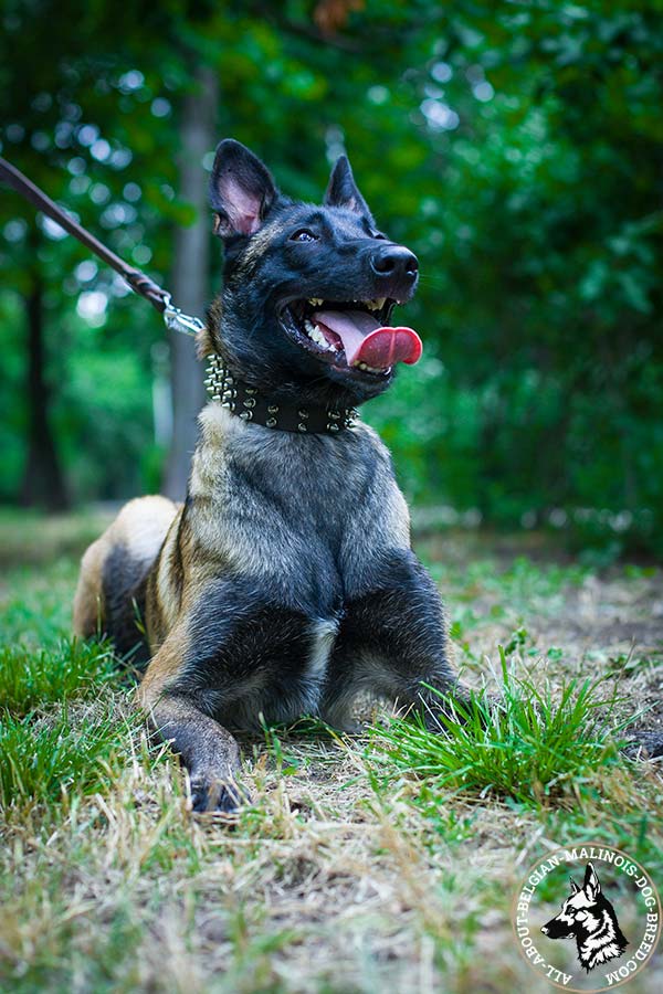 Reliable Belgian Malinois collar