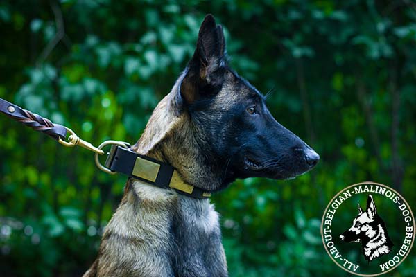 Belgian Malinois collar equipped with strong hardware