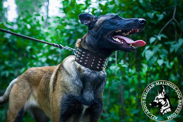 Extra strong Belgian Malinois leather collar