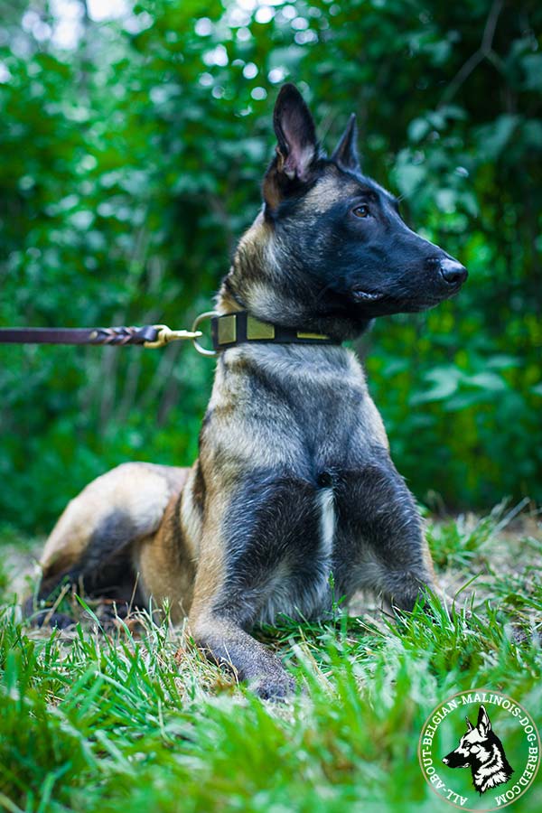 Sturdy Belgian Malinois leather collar 