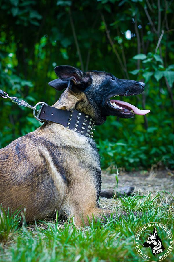 Comfy Belgian Malinois leather collar  