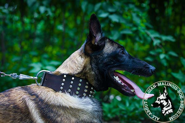 Wide Belgian Malinois leather collar