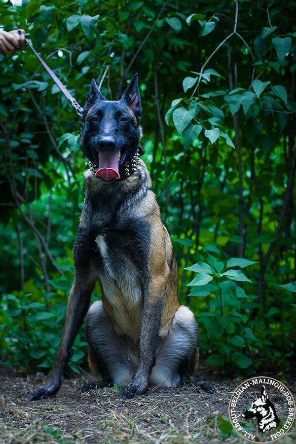 Belgian Malinois leather collar for comfy fit