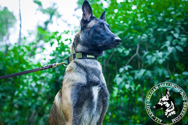 Adjustable Belgian Malinois leather collar