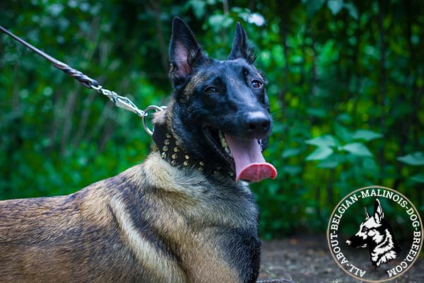 Soft Belgian Malinois leather collar