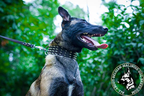 Hypoallergenic Belgian Malinois leather collar