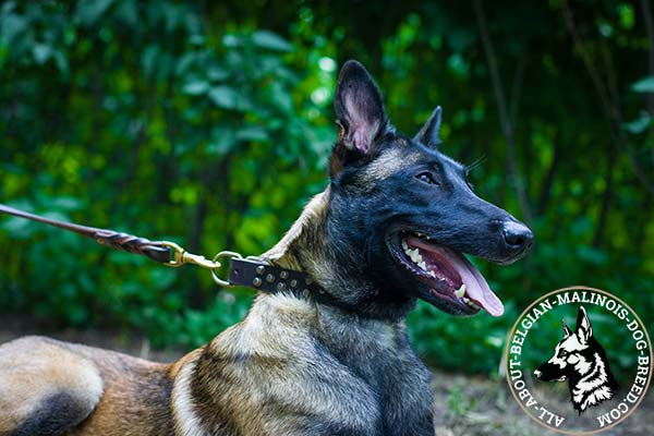 Belgian Malinois collar with brass cones