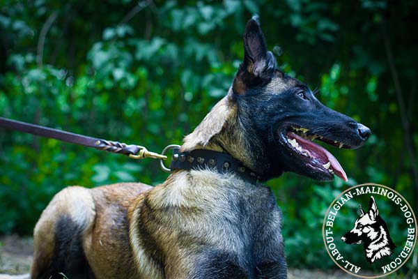 Belgian Malinois collar strong hardware