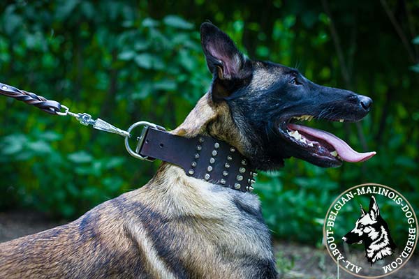 Decorated in 4 rows Belgian Malinois leather collar 