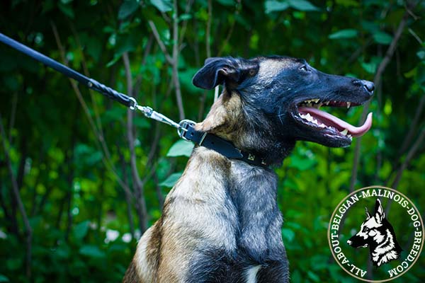 Belgian Malinois leather collar with riveted studs