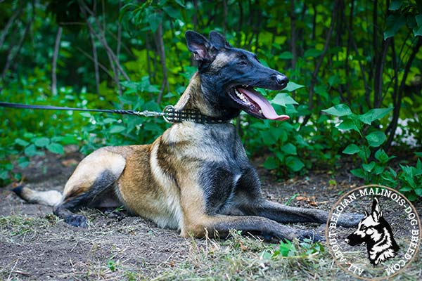 Belgian Malinois leather collar for strong dog
