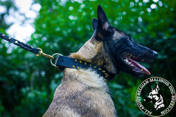 Belgian Malinois collar with golden-like spikes