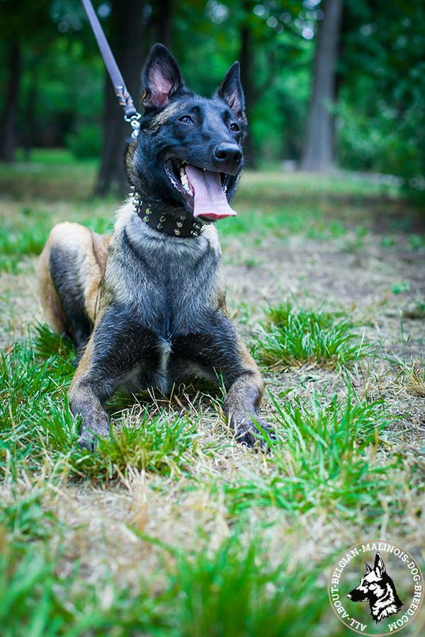 Increased strength leather Belgian Malinois collar 