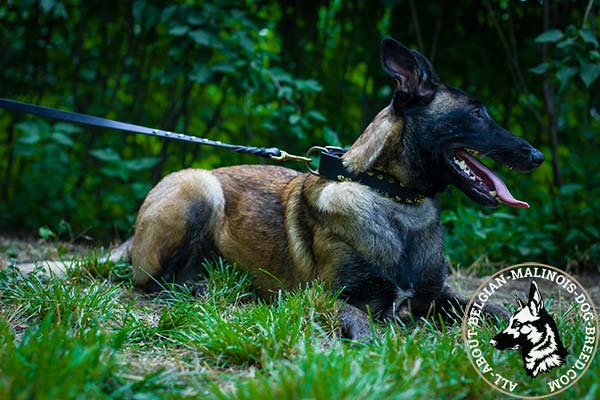 Spiky Belgian Malinois leather collar