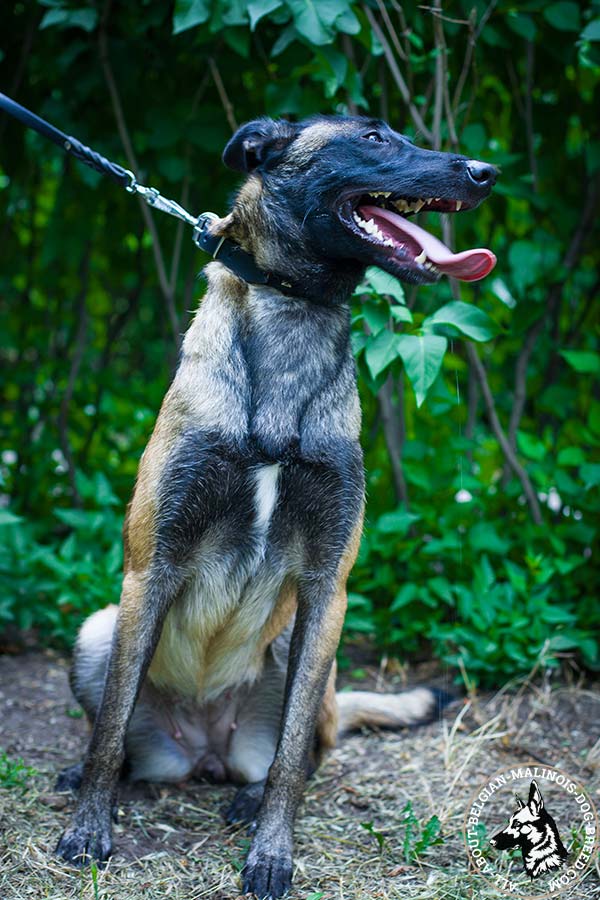 Extra strong Belgian Malinois leather collar