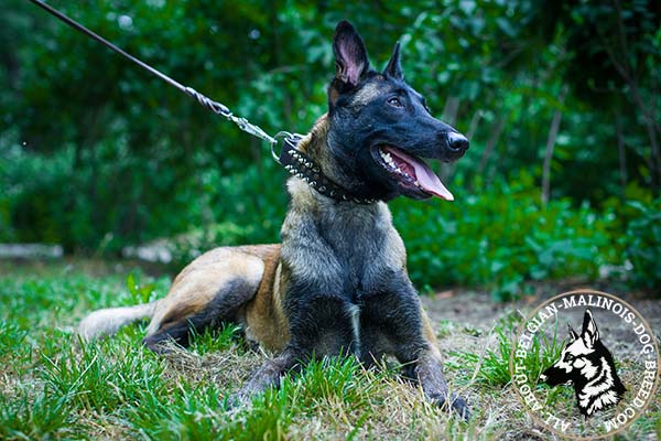 Studded Belgian Malinois leather collar