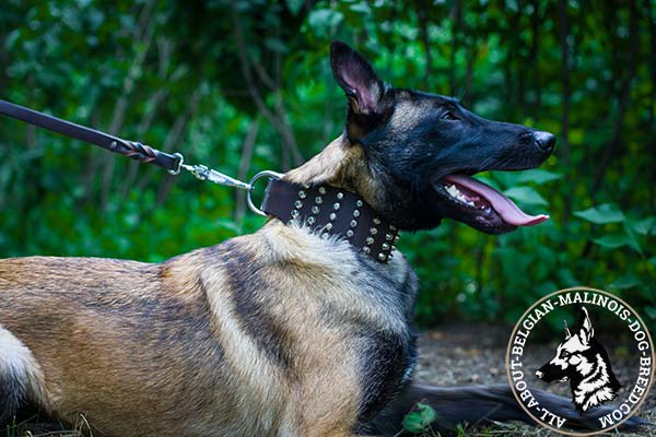 Studded Belgian Malinois collar with pyramids