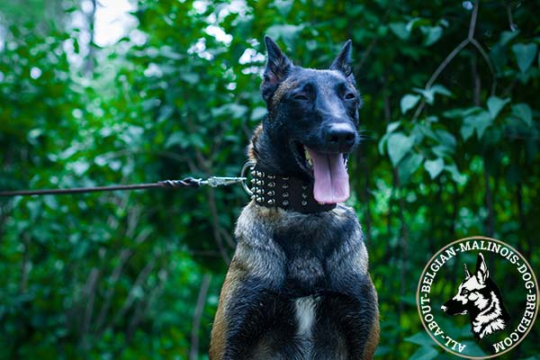 Comfy width Belgian Malinois leather collar