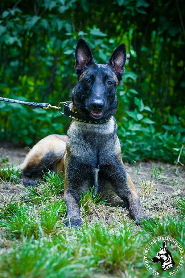 Stylish Belgian Malinois leather collar 