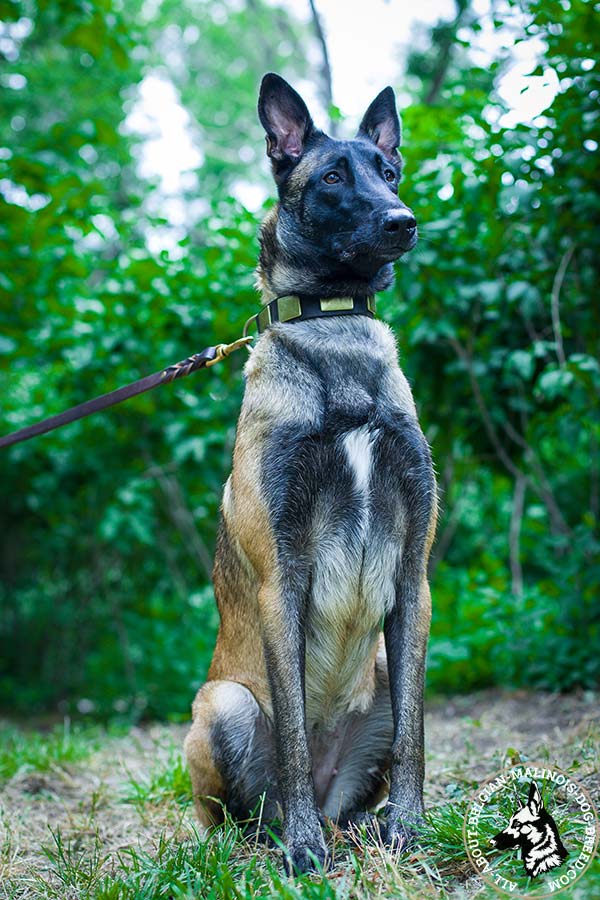 Walking and training Belgian Malinois collar 