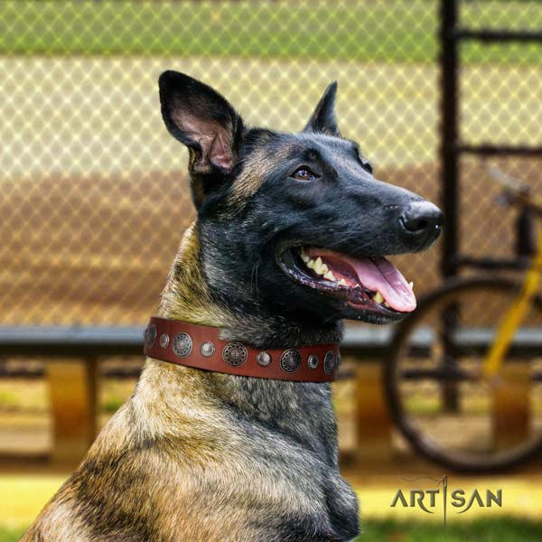 Belgian Malinois easy wearing full grain natural leather collar for your stylish canine