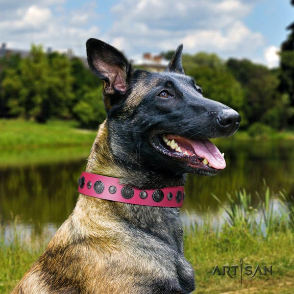 Belgian Malinois basic training full grain genuine leather collar for your handsome pet