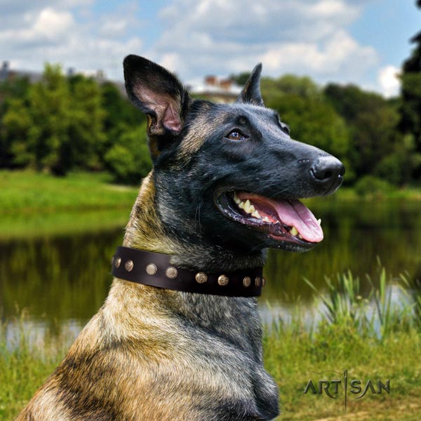 Belgian Malinois everyday use natural leather collar for your attractive four-legged friend