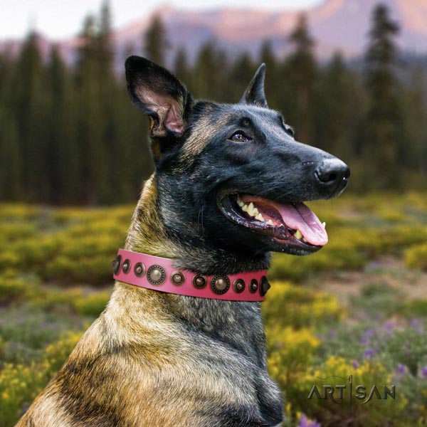 Belgian Malinois comfortable wearing genuine leather collar for your handsome four-legged friend
