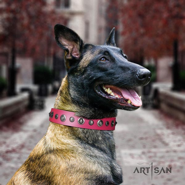 Belgian Malinois everyday use full grain genuine leather collar for your lovely dog