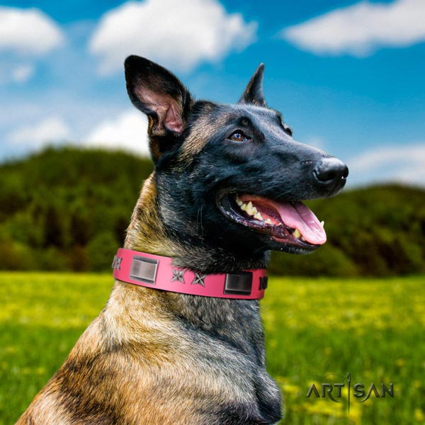 Belgian Malinois comfortable wearing leather collar for your beautiful dog