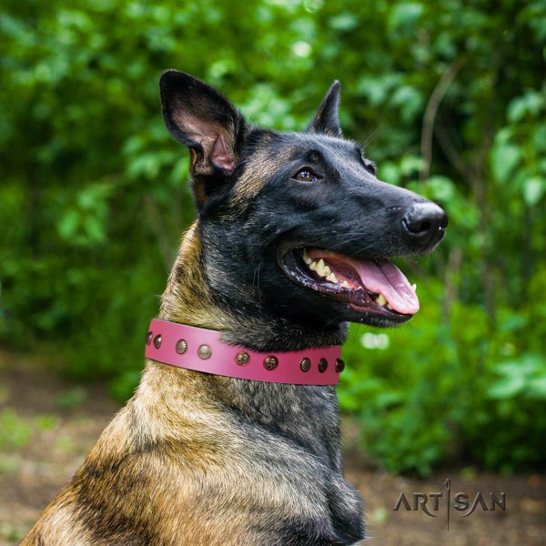 Belgian Malinois basic training full grain leather collar for your impressive four-legged friend