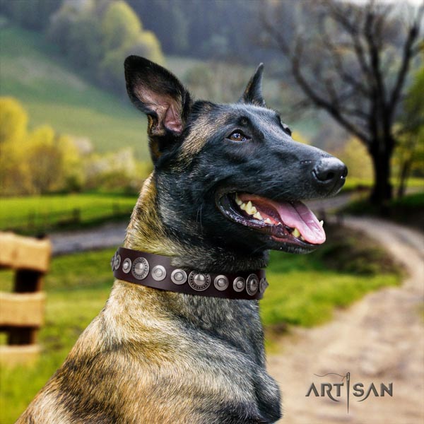 Belgian Malinois daily use full grain leather collar for your impressive doggie