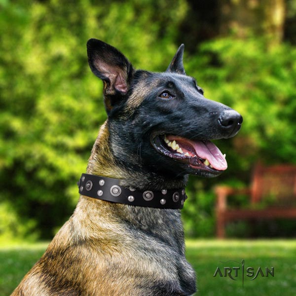 Belgian Malinois stylish walking full grain natural leather collar for your impressive pet