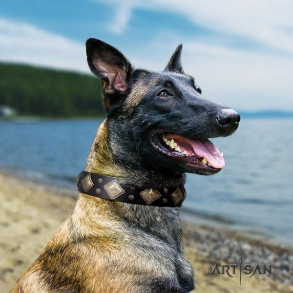 Belgian Malinois daily walking leather collar for your handsome canine