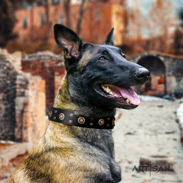 Belgian Malinois walking full grain natural leather collar for your handsome doggie