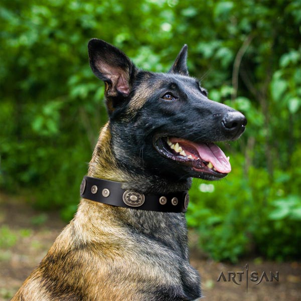 Belgian Malinois walking leather collar for your beautiful four-legged friend