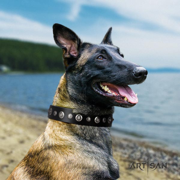 Belgian Malinois comfy wearing full grain natural leather collar for your impressive canine