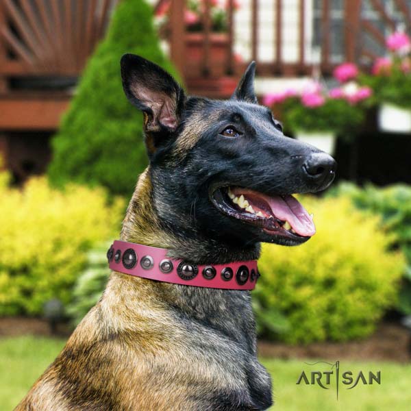 Belgian Malinois daily use full grain leather collar for your beautiful four-legged friend